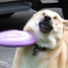 Moondoggy